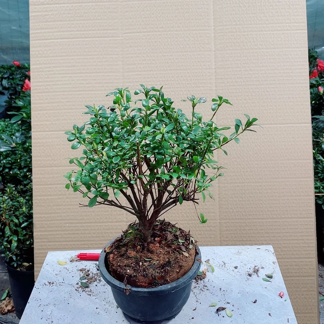 《***》完全开放娟之舞杜鹃