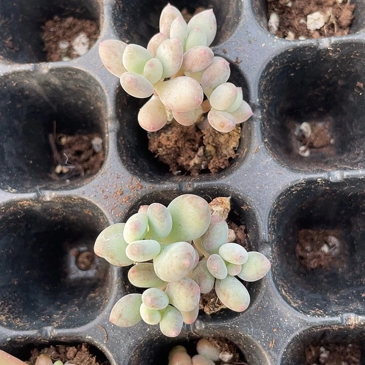 夏***至一物一拍满18包邮