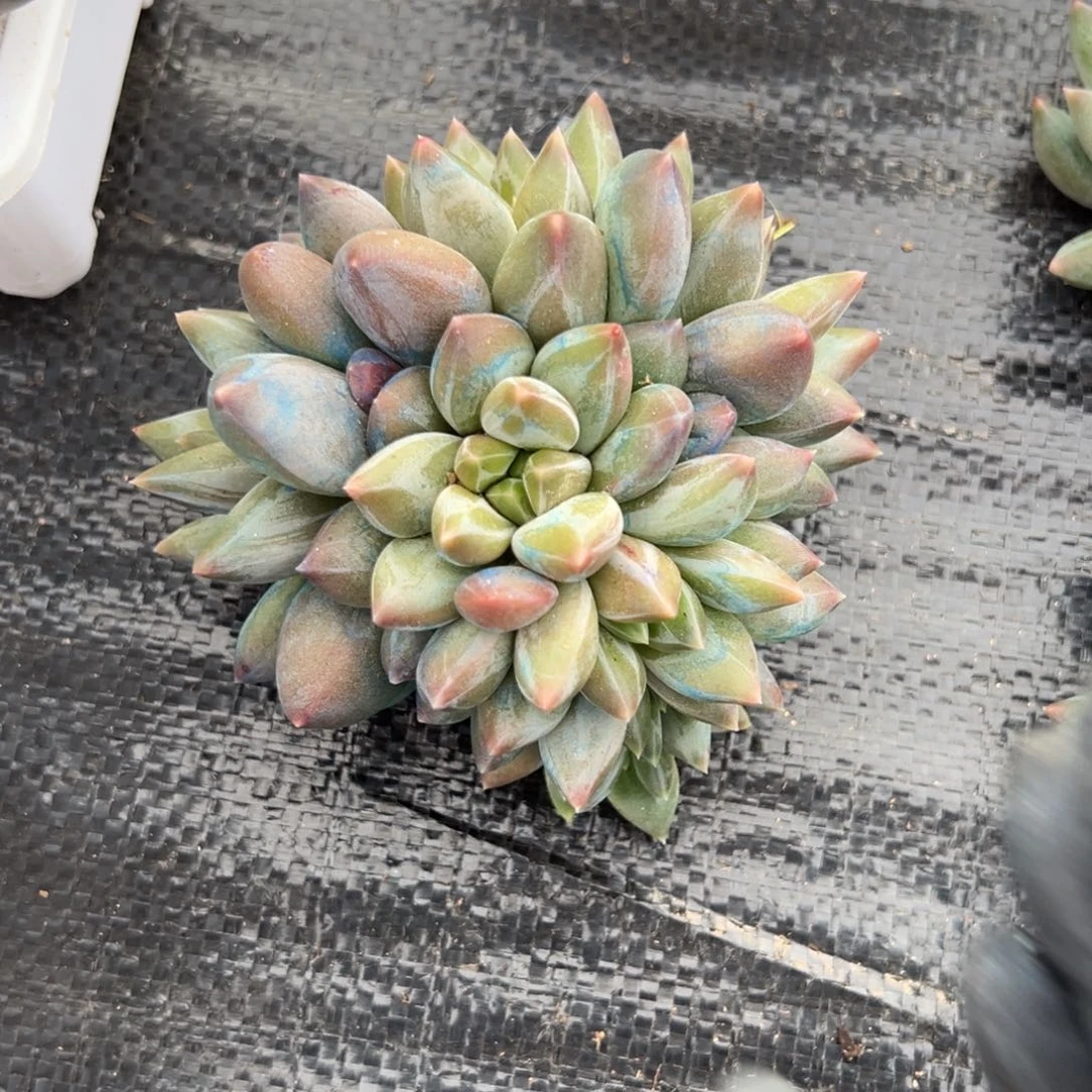 楼***园重楼多肉一物一拍多肉