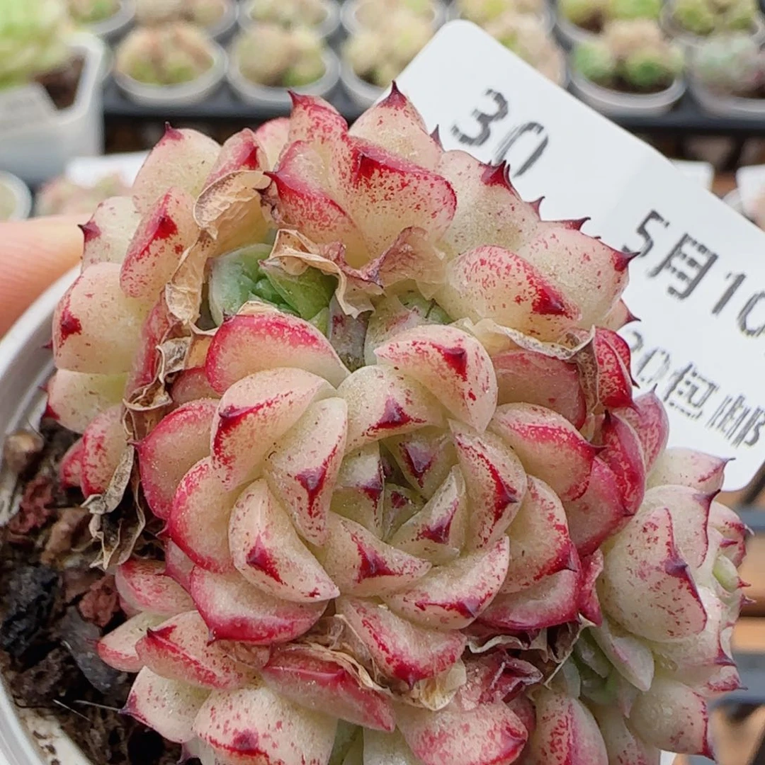 花语逸镜0510-30散