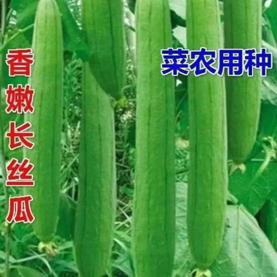 长香丝瓜香嫩肉丝瓜种子四季播种