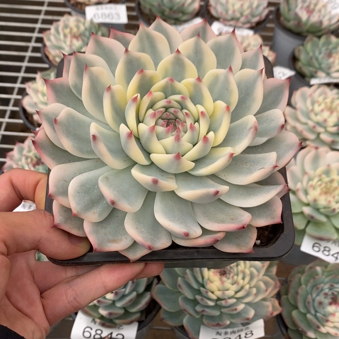 吉娃娃锦多肉植物6881