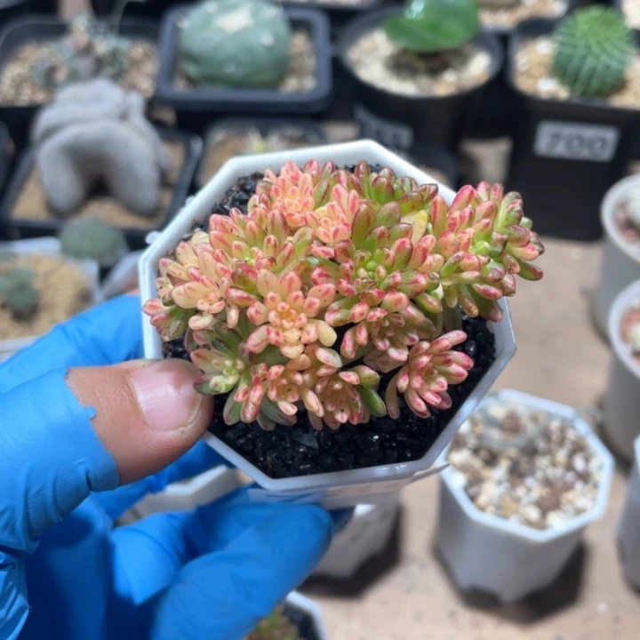 8**5786彩虹小人姬锦