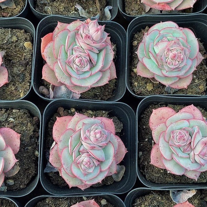 克罗地亚玫瑰带盆