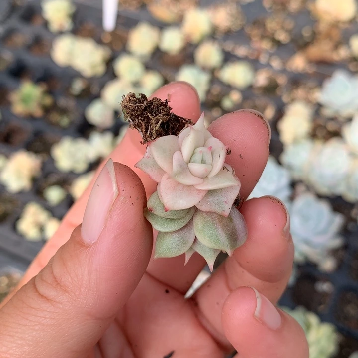 贝呃呃呃呃呃呃呃