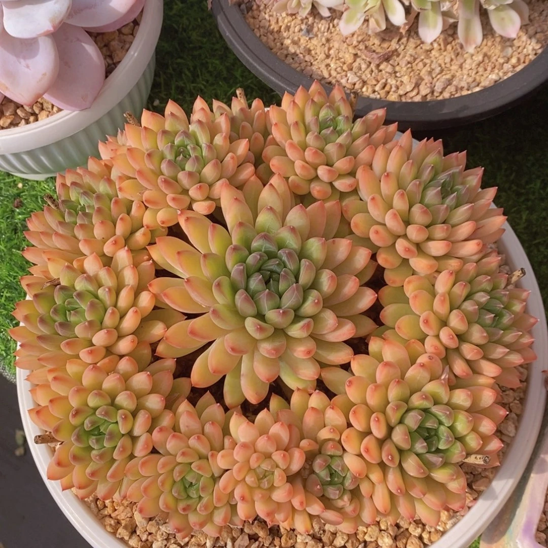 星际迷航 一物一拍