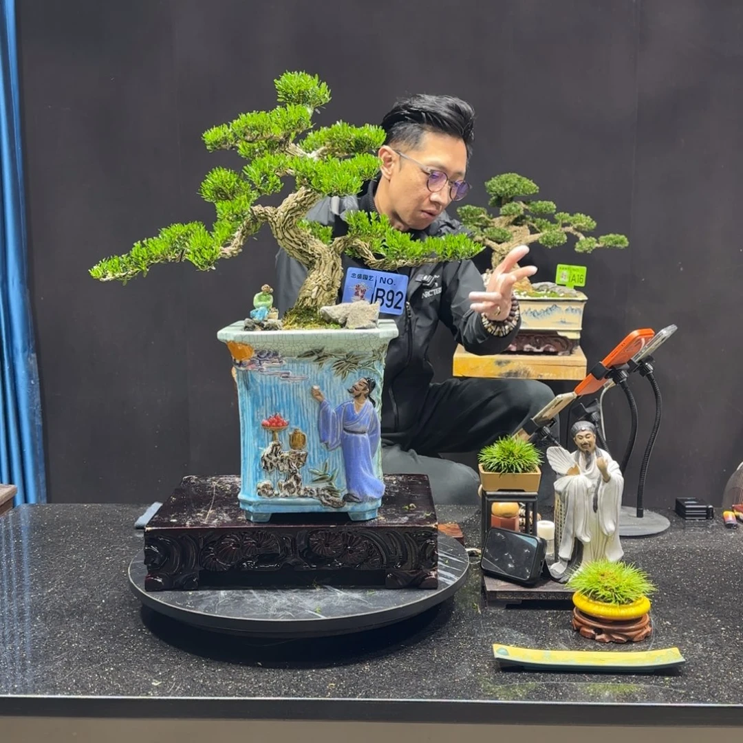 红***以实际为准黄杨室内室外盆景艺术