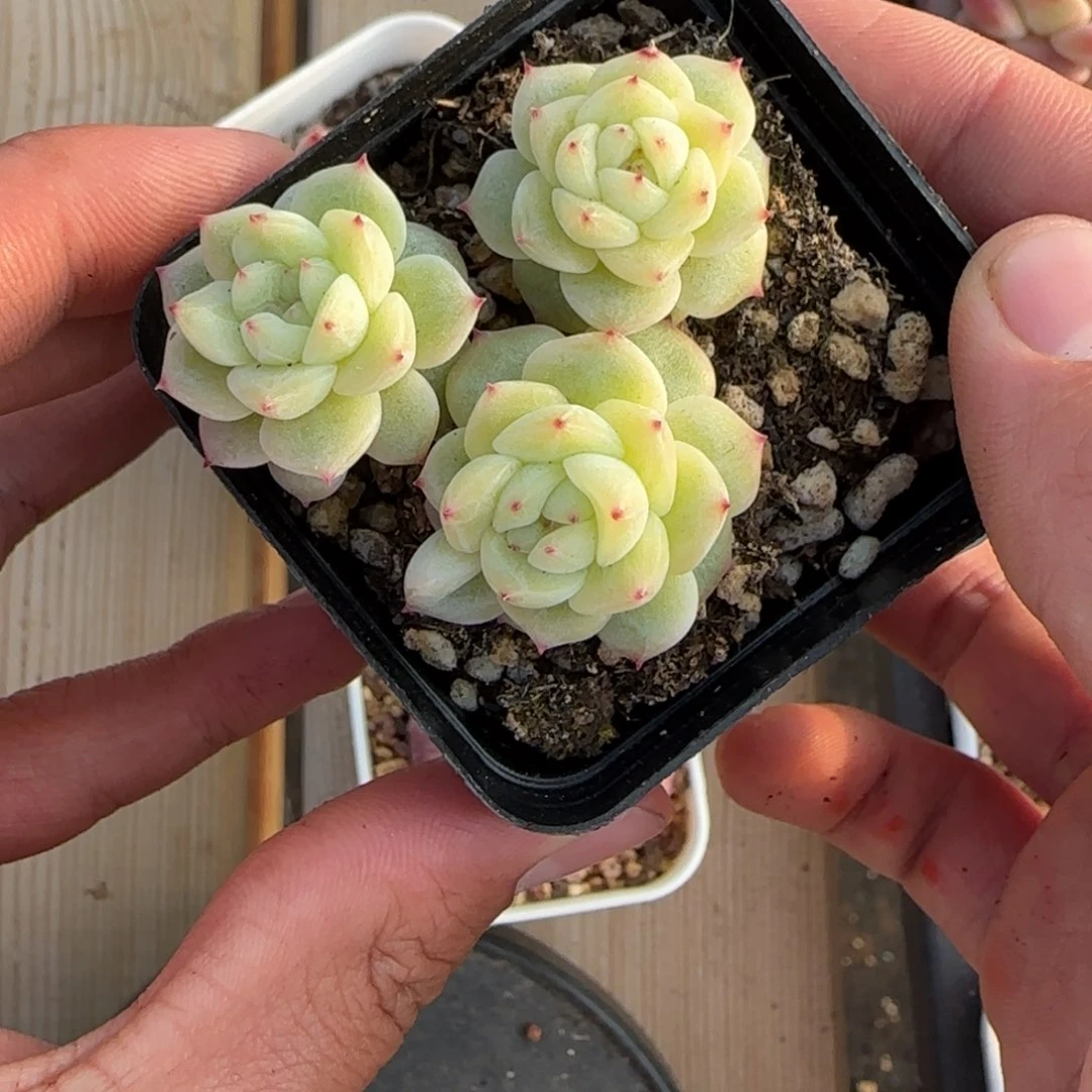 一物一拍麦秆珍妮04189