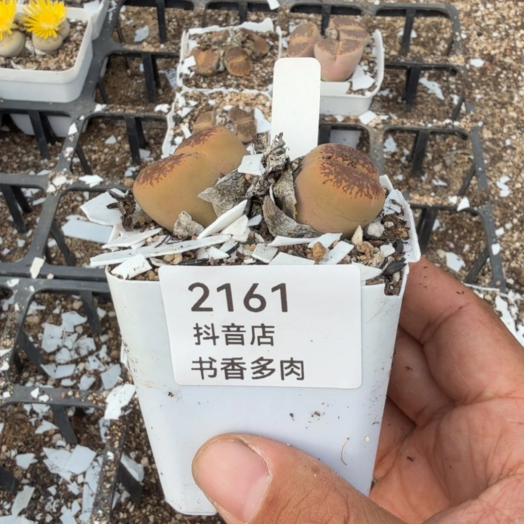 多肉。