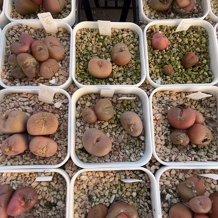 吕氏经典款 /水蜜桃