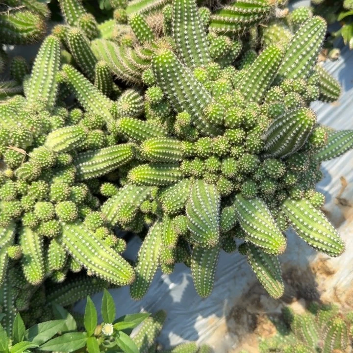 白檀仙人掌群生979