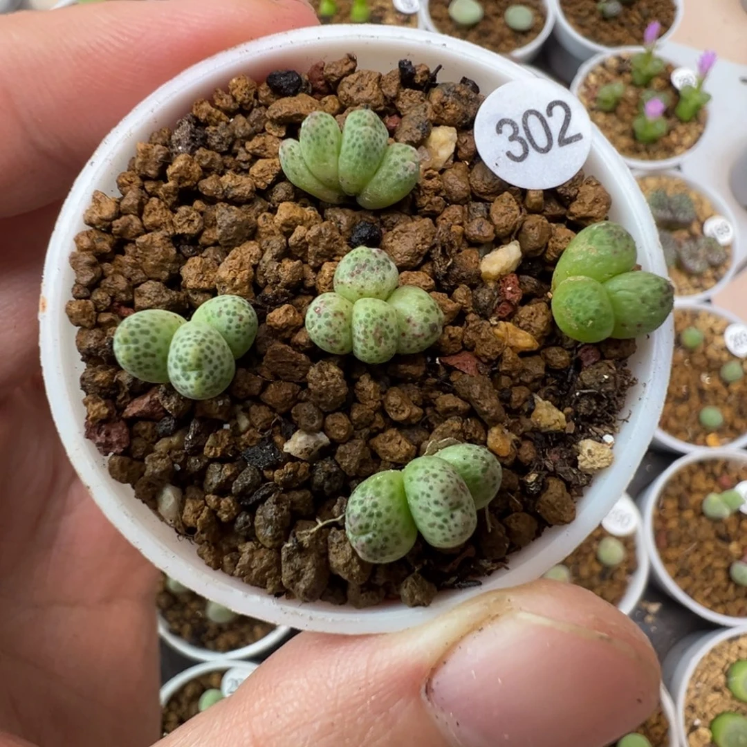 草莓斑马一颗脱土302000
