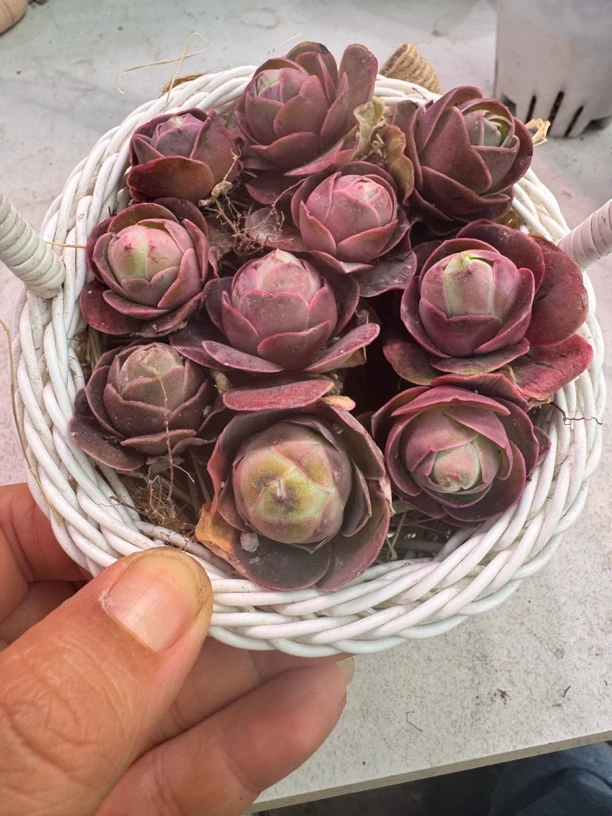 帕拉美娜me花篮1-2cm 量拍