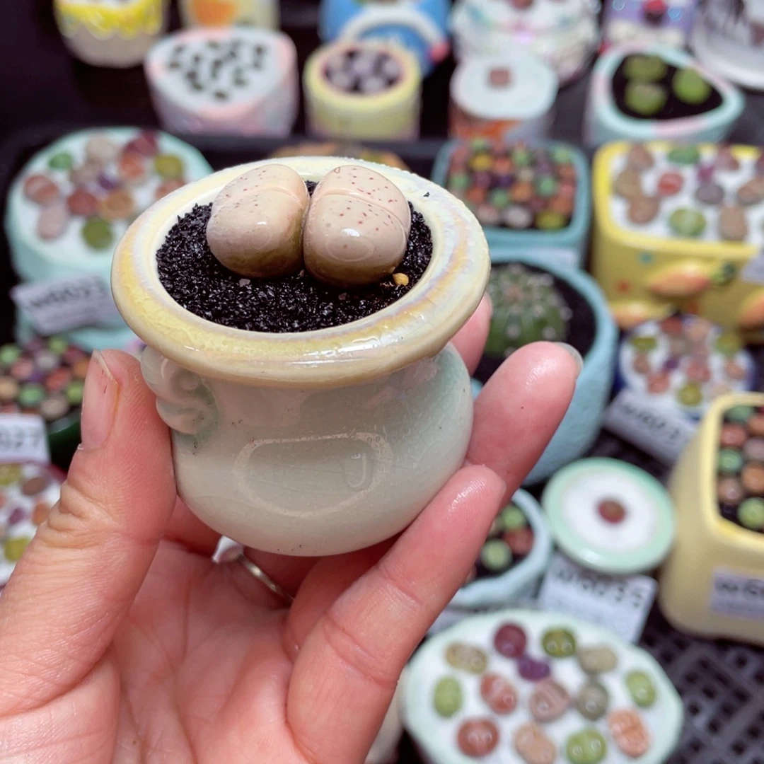 w6040 -零下地区拍保温箱-15支持寄养