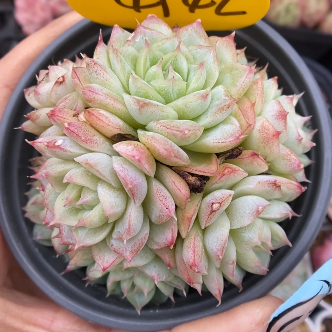 女王玫瑰群生4942号