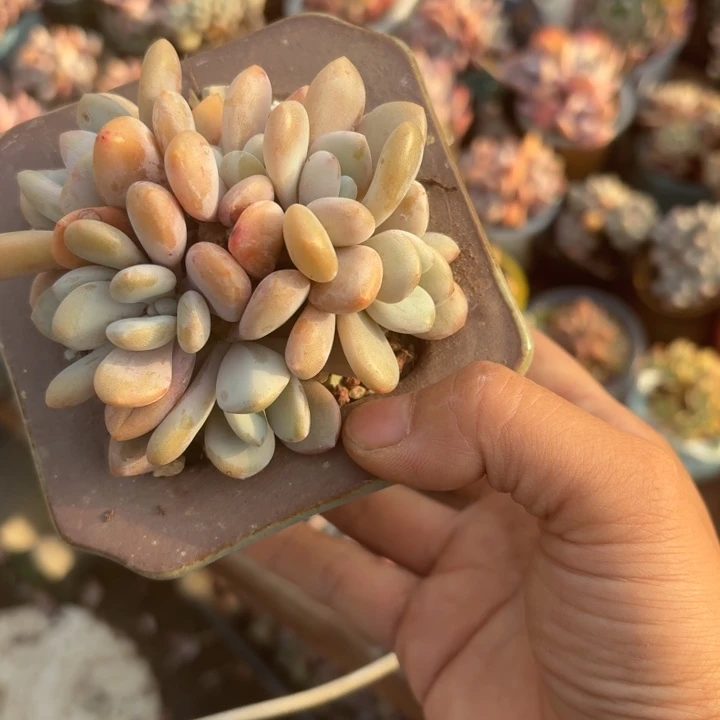 多肉植物粉兔群生