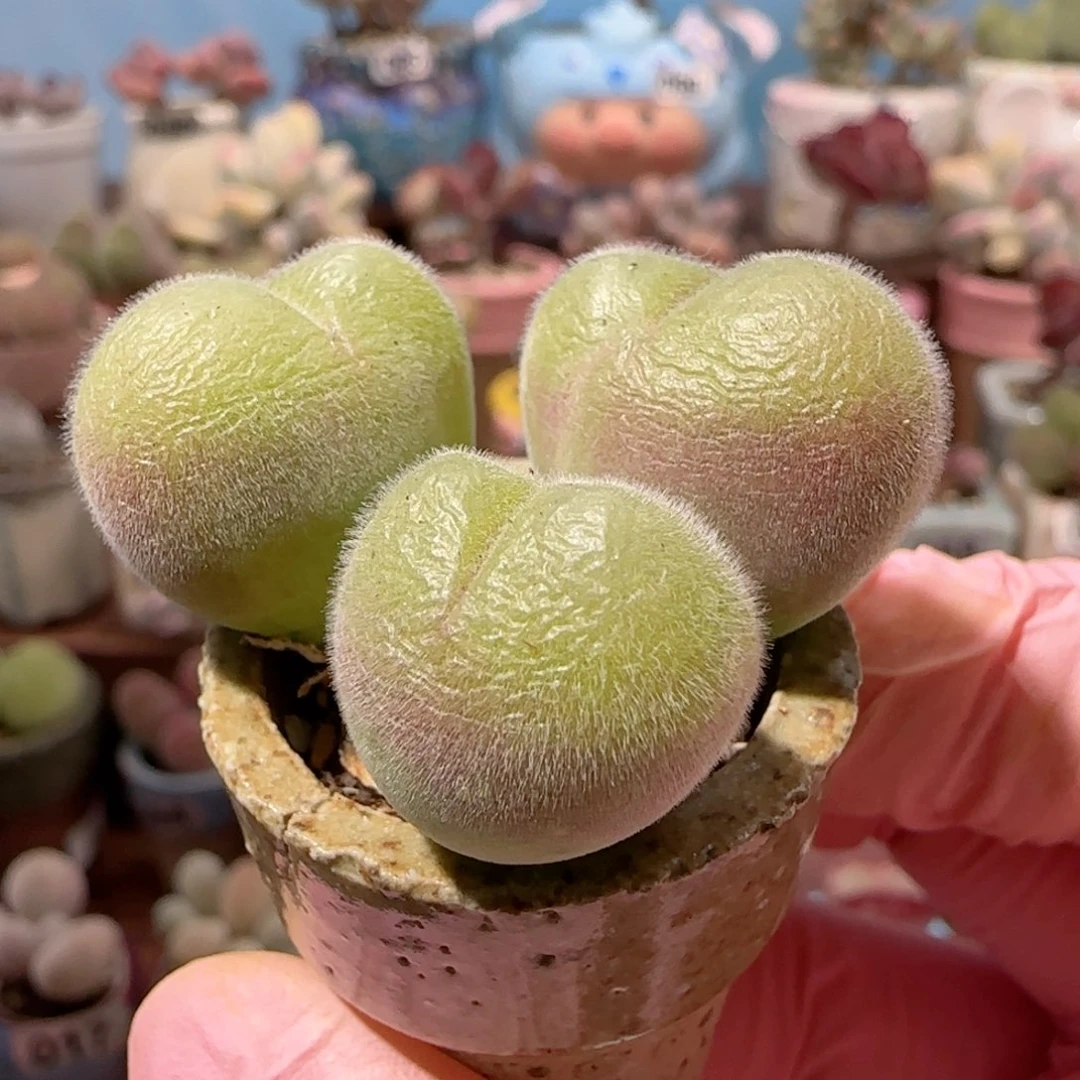 爱心毛翠 盆口2.5cm