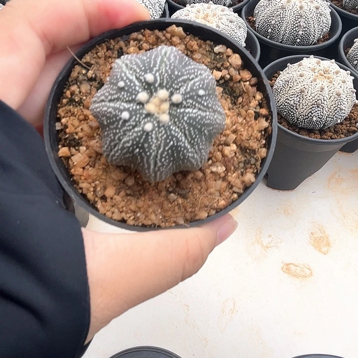 4.0cm高脚海星实生