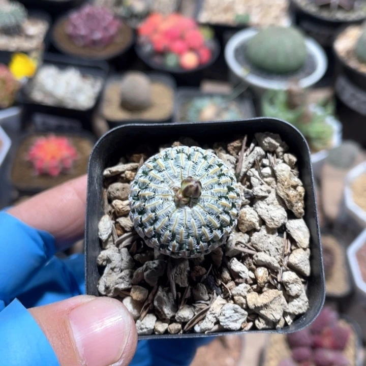 663实生精巧殿仙人球