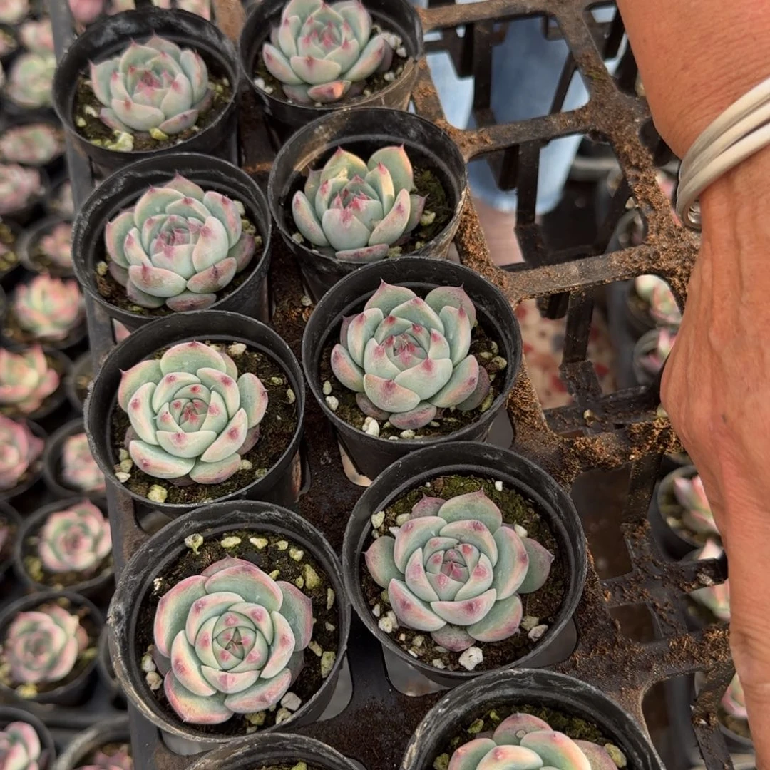 惊鸿娃娃17-62十棵量拍