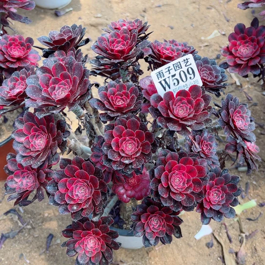 509香奈儿尺寸30左右