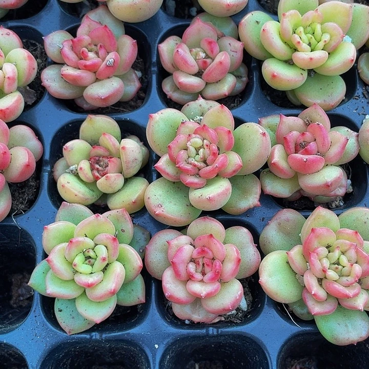 小苹果花1元带土发