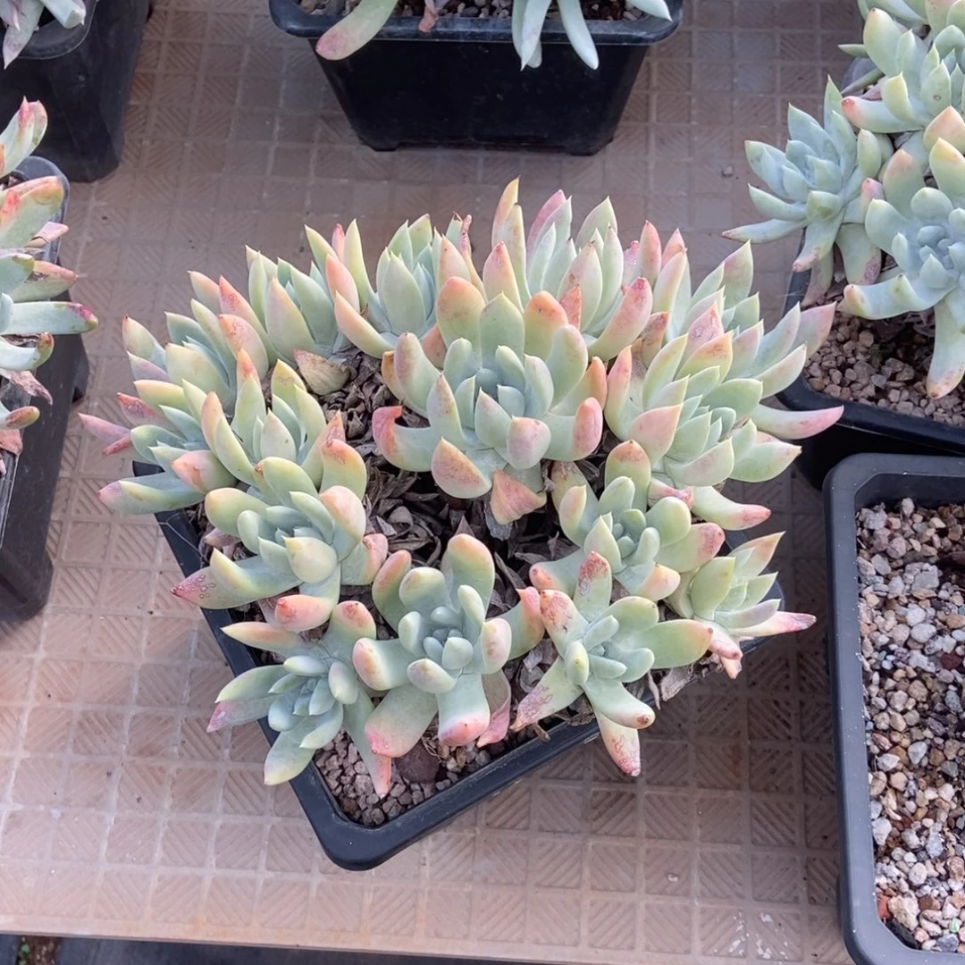 阿金尼多肉植物啦啦啦
