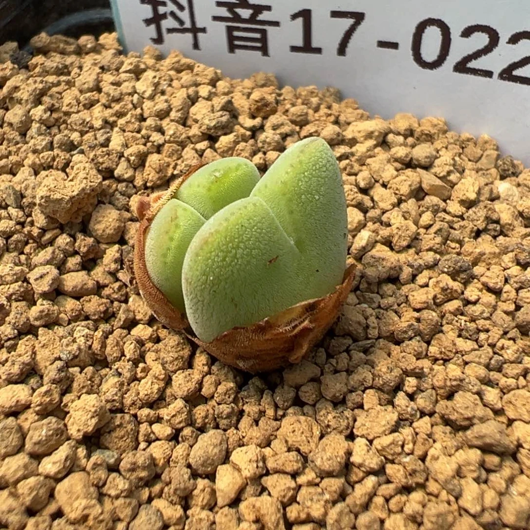 17-22毛将多肉植物，