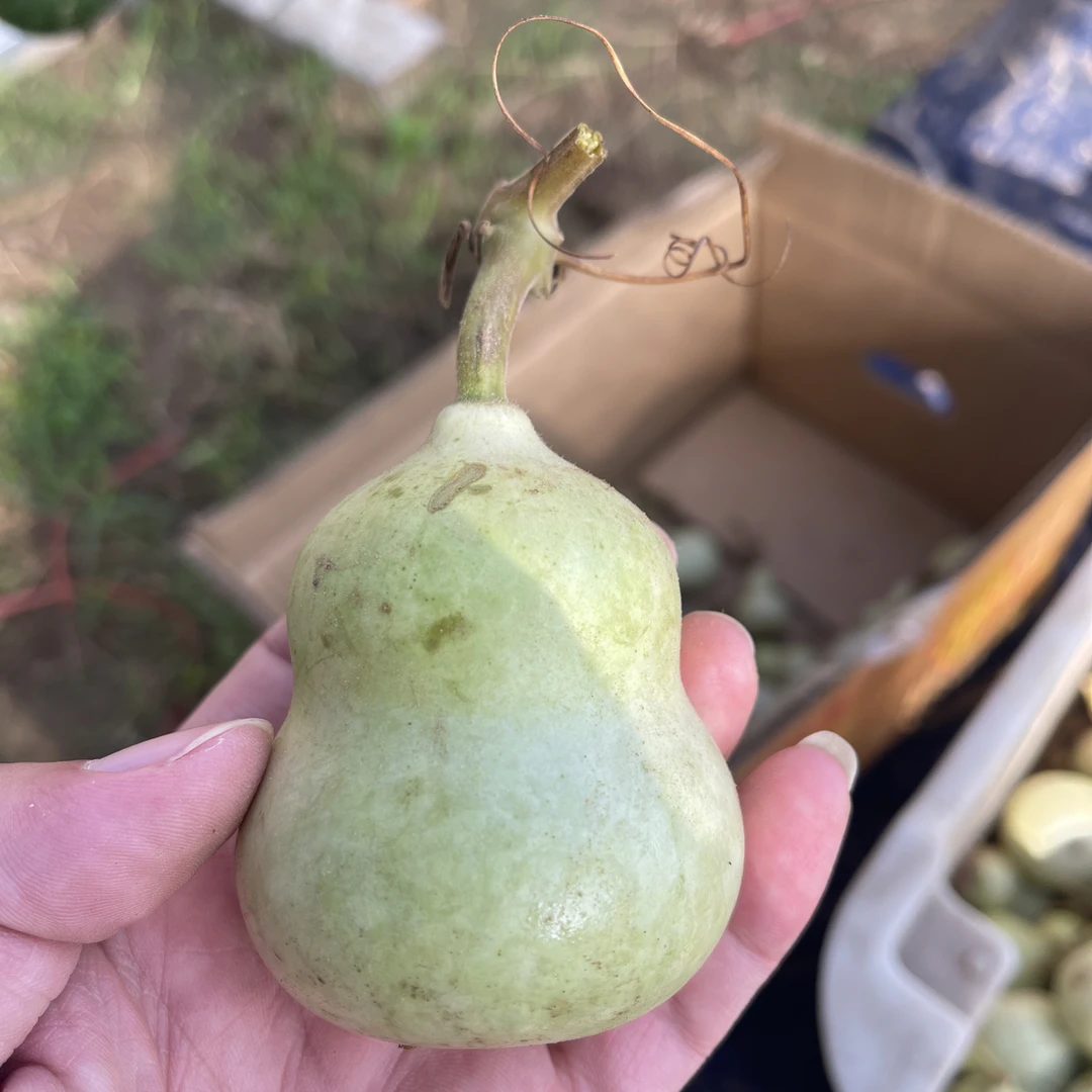 精品粗嘴青皮八宝天然葫芦一物一图不保龙头慎拍