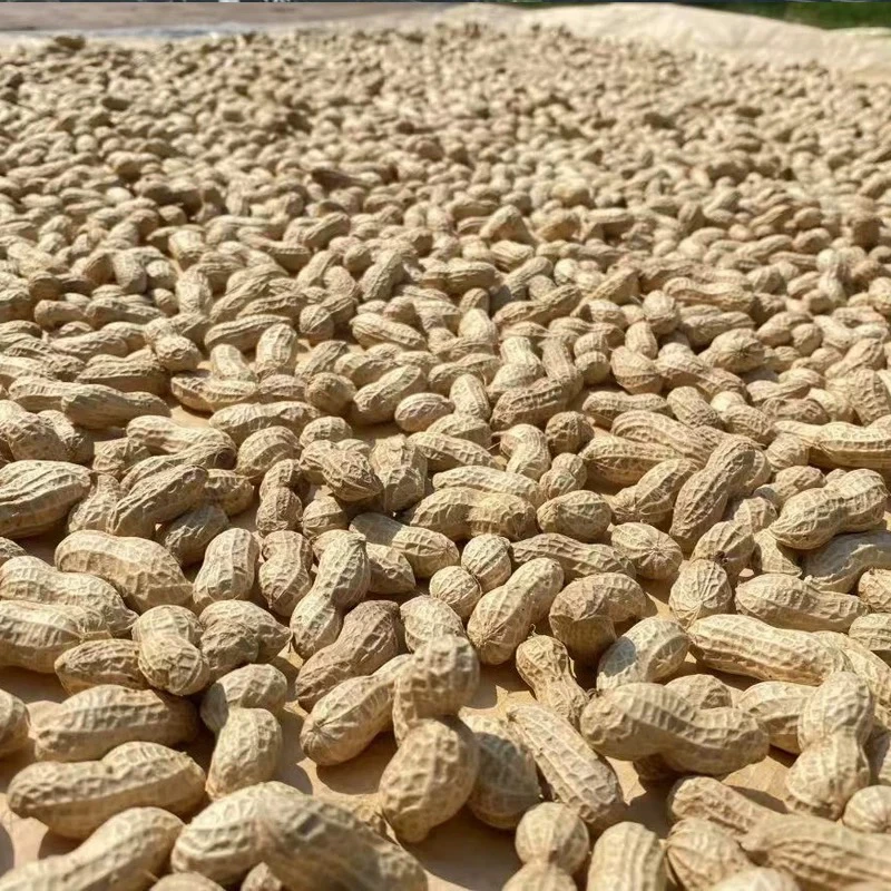 龙祥精选 优质农产品水煮花生九成干度