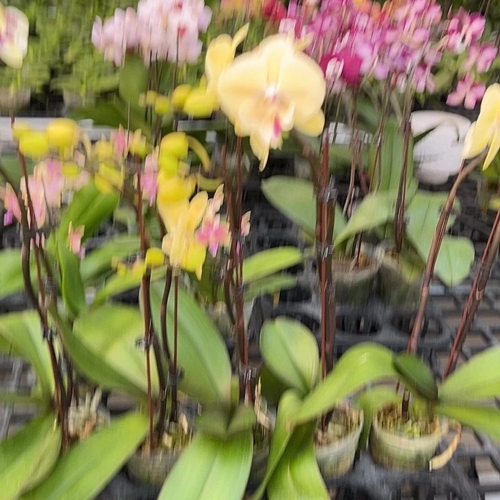 大部分花苞少量开放无售后