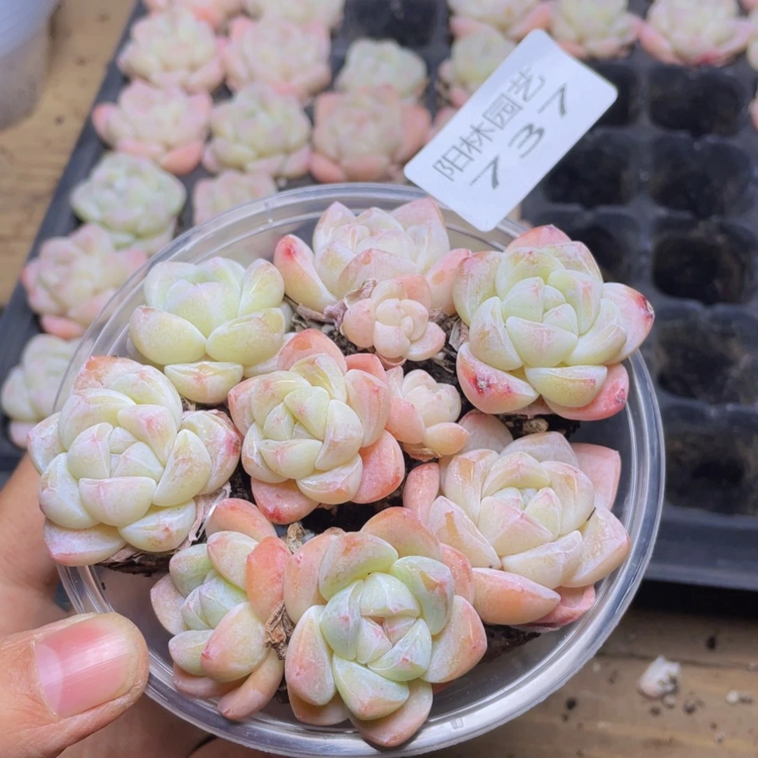 多肉植物多肉植物737