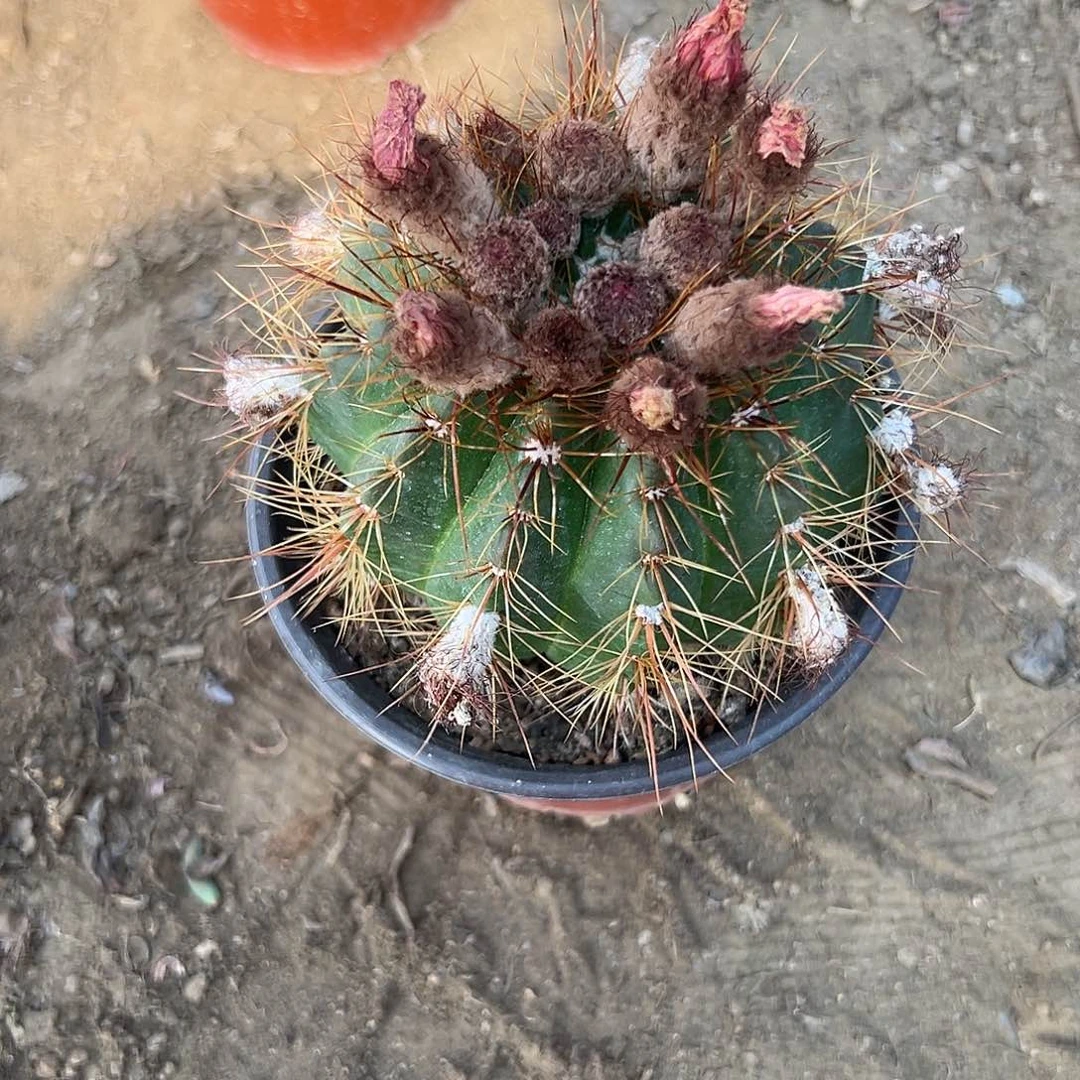 多肉植物成花晴王