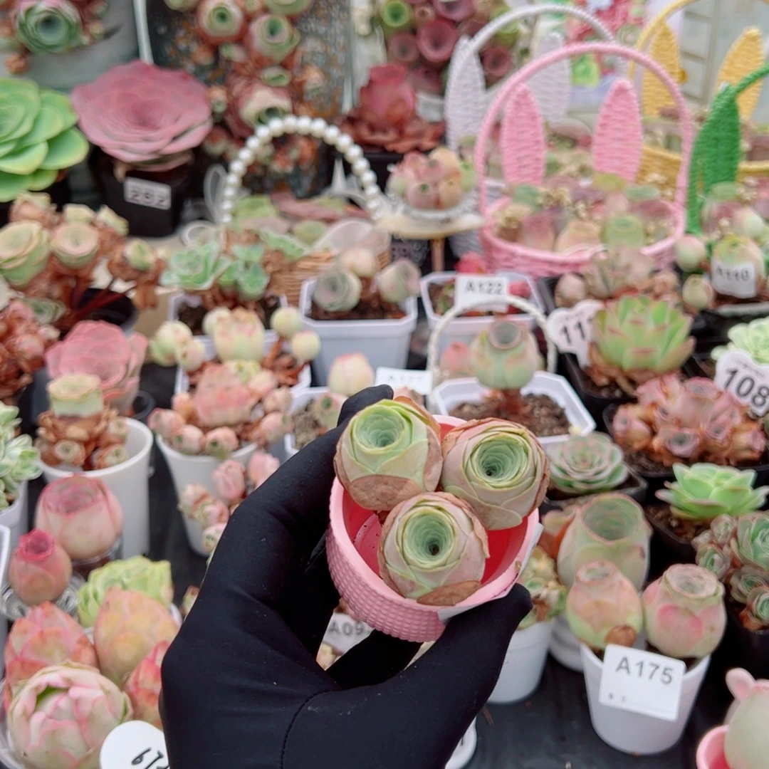 113小水蜜桃三颗装。 （3公分左右）