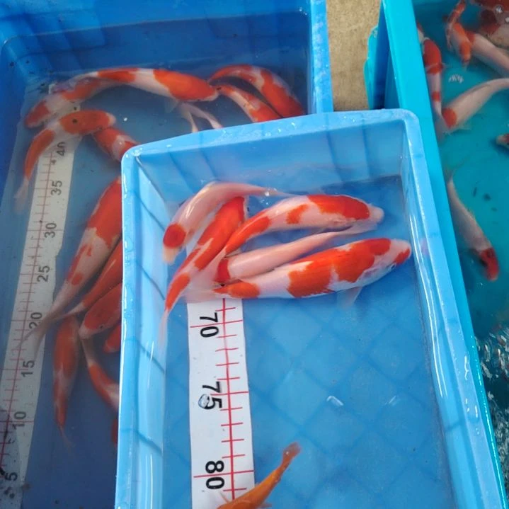 海水顺丰包邮开箱包活1