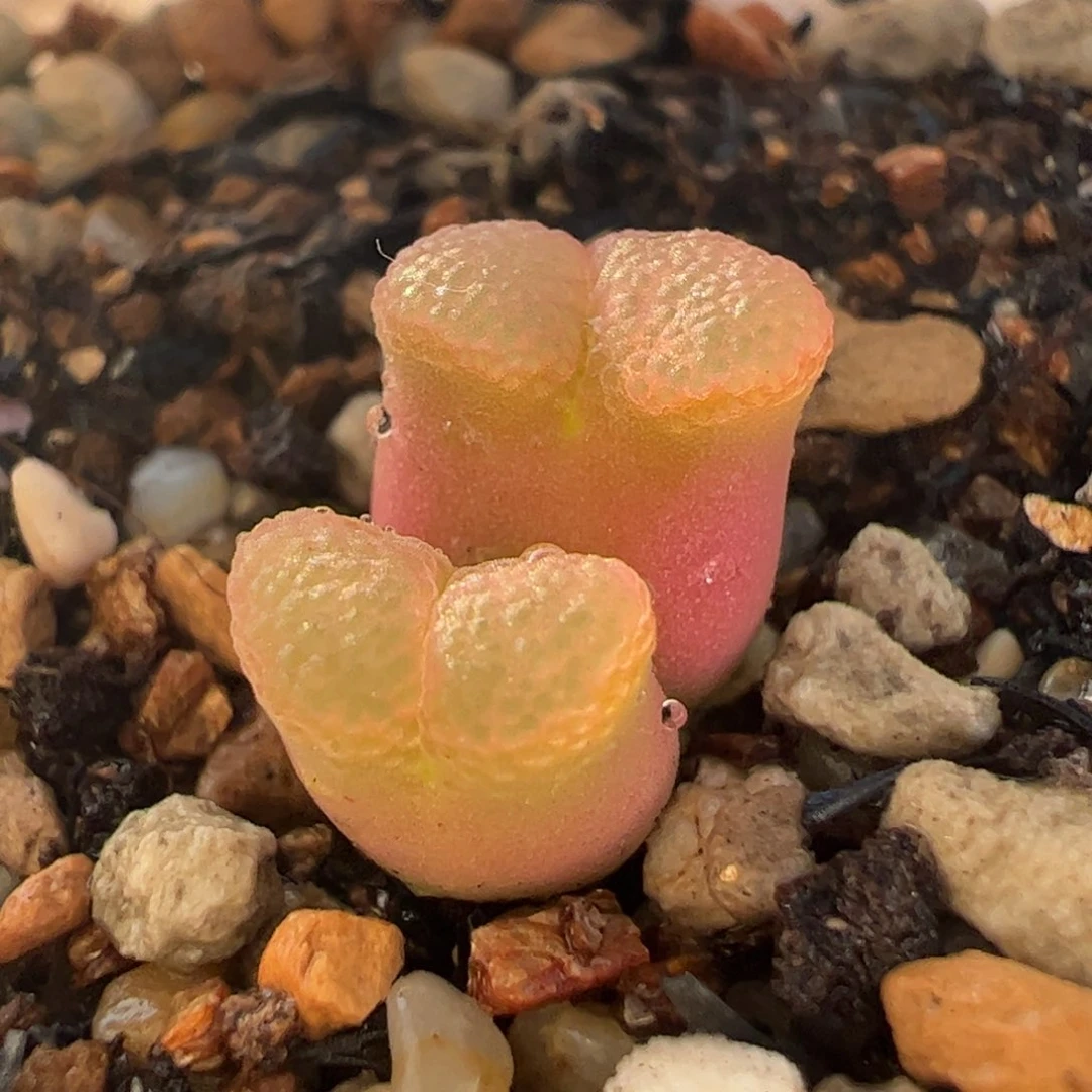 鱼子酱芭比多肉植物百科