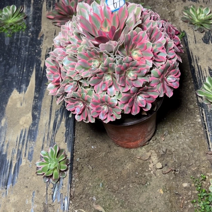 多肉植物粉女妖法师67