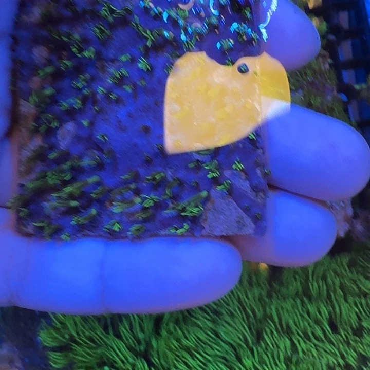 草皮珊瑚5✖️5基座，长须草皮