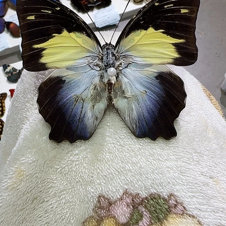 V***a猫脸蛱蝶蝴蝶标本带框