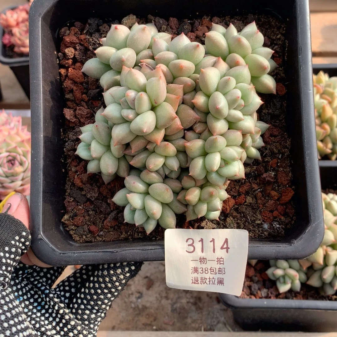 12厘米11头黄金象牙3114