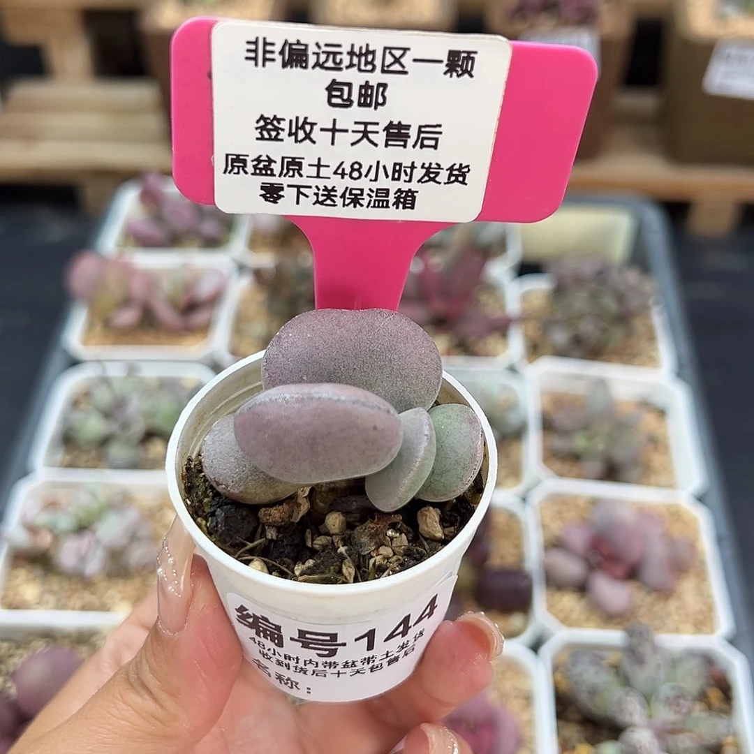 144球球紫蛋多肉植物