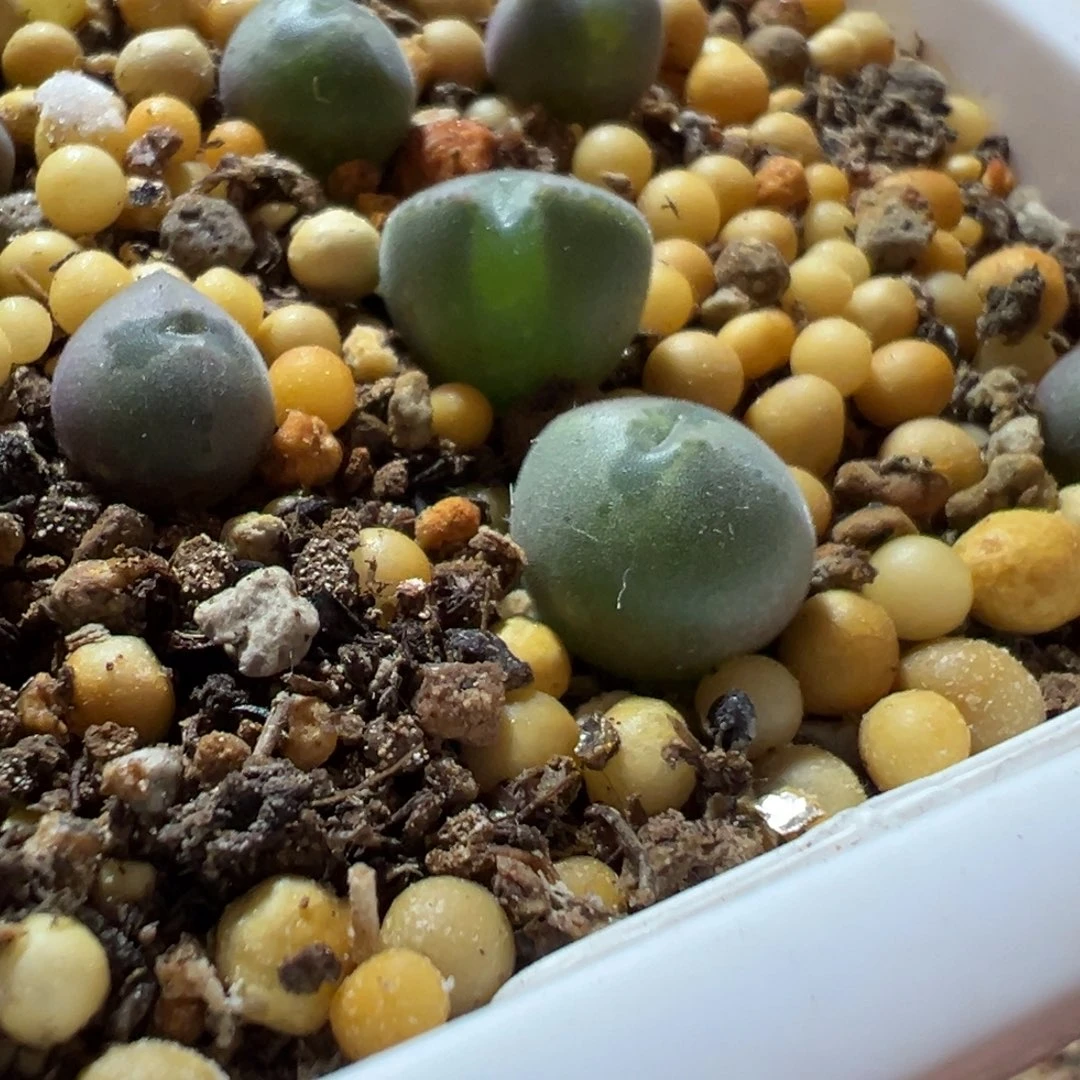 大眼睛2年苗，一物一拍