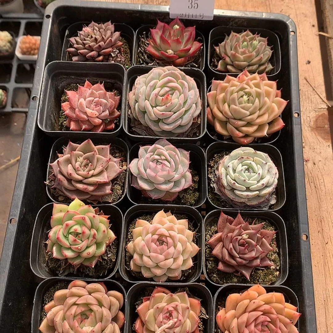 【闪购商品】云35号