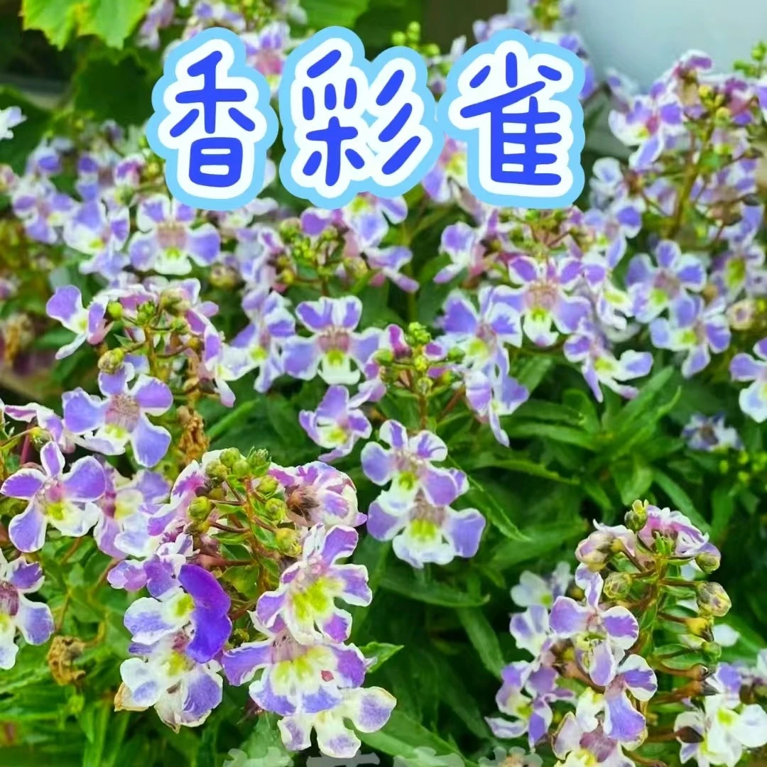 【香彩雀】组合（花团大，易爆花，非常好看）花卉绿植阳台鲜
