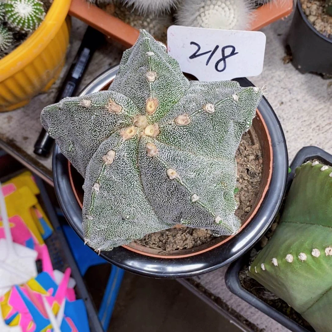 218号白色111111个