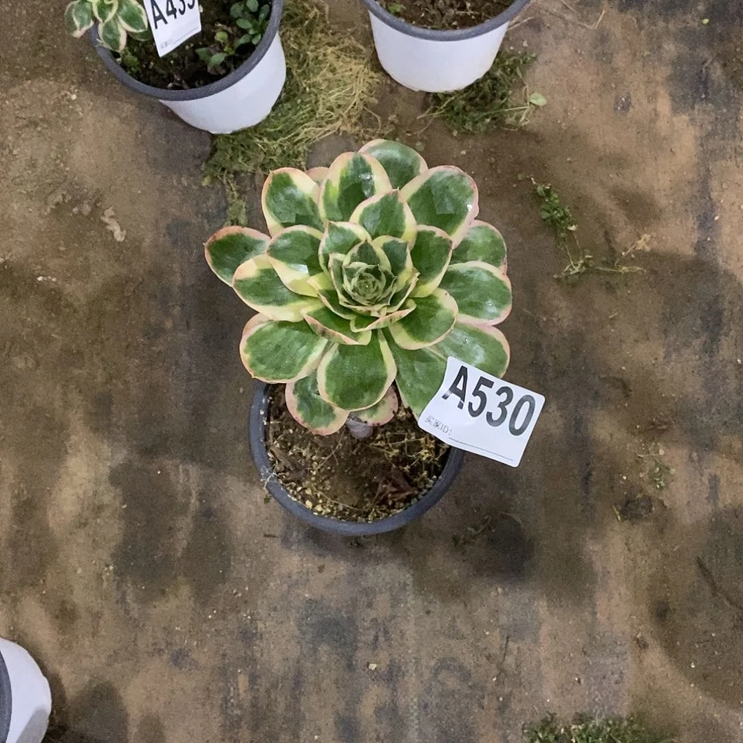 ℒ***₁燕姿锦多肉法师530