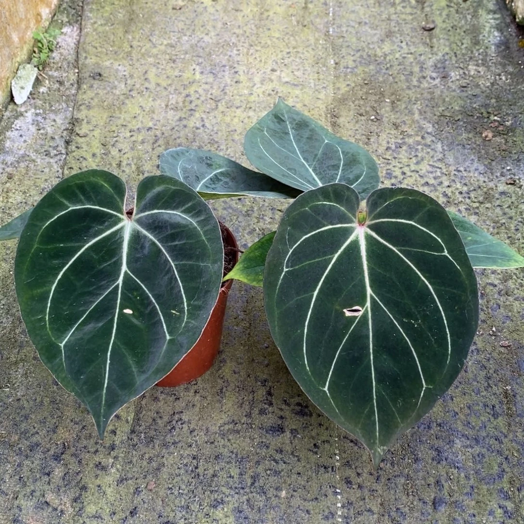 无花朵kos花烛中.