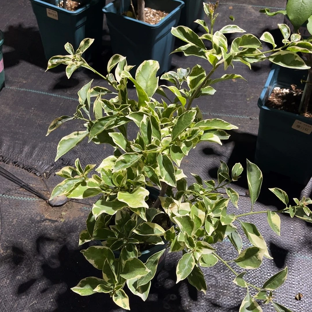 大部分花苞少量开放【盲盒一颗】随机发货福利款不售后