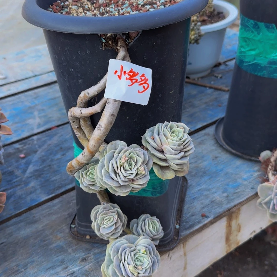 可爱玫瑰多肉000002