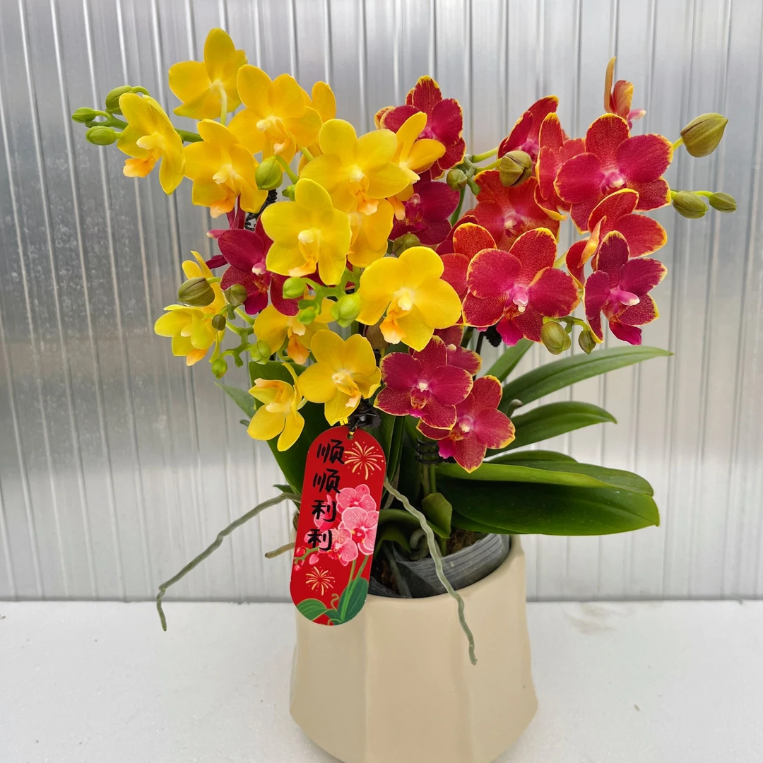 蝴蝶兰《金边番茄》桌面花花 好养耐养美观基地直发